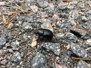 Mistkäfer (Geotrupes stercorarius)