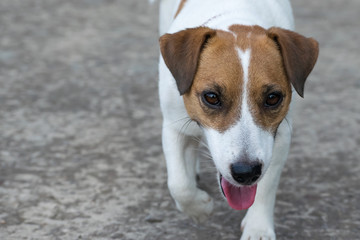 A dog Jack Russell Terrier walking on the gray background