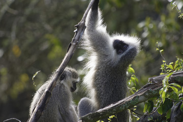 Vervet Monkey, South Africa
