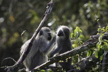 Vervet Monkey, South Africa