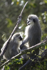 Vervet Monkey, South Africa