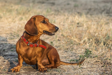 A beautiful red dachshund dog sitting on a glade in summer
