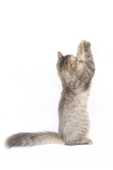 Cat on hind legs, paws at the top, back view