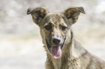 Portrait of a street dog