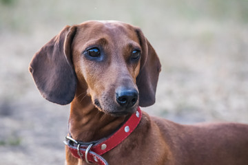 Portrait of f beautiful red dachshund dog in summer