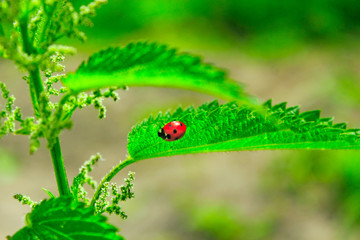 ladybird on the leaf of nettle