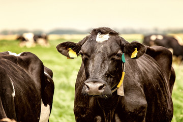 Portrait of a cow in the middle of a herd