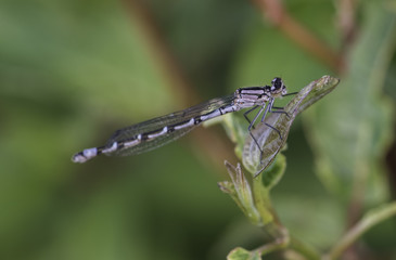Damselfly