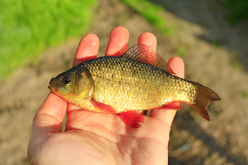 Obraz premium red crucian on the palm