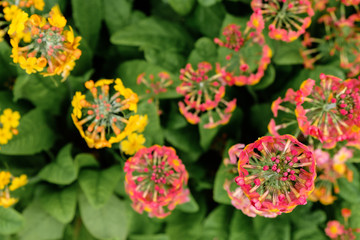 Aerial view of colorful Illicium Henryi flowers