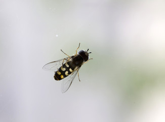 Detail of the Fly on the Window