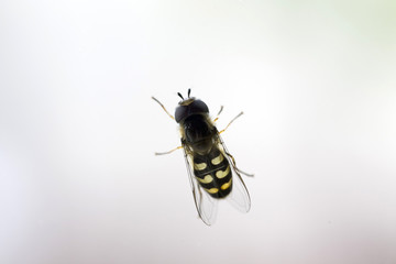 Detail of the Fly on the Window