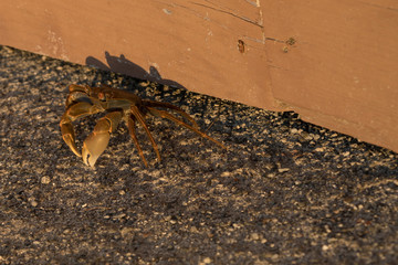 Sunset Crab