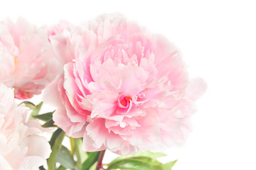 Peonies on white background