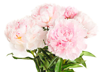 Peonies on white background