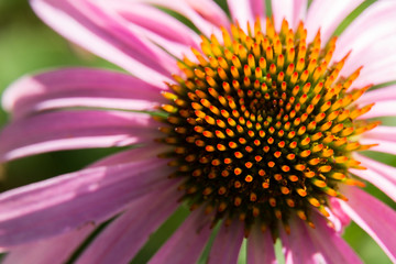 Coneflower