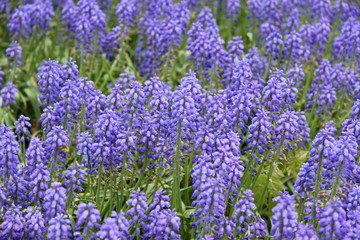 Beautiful blue flowers, Muscari botryoides