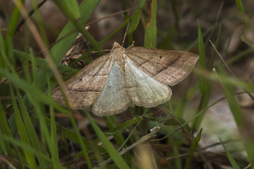 Moorwald-Adlerfarnspanner (Petrophora chlorosata)