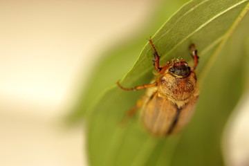 June beetle/ Junik&auml;fer