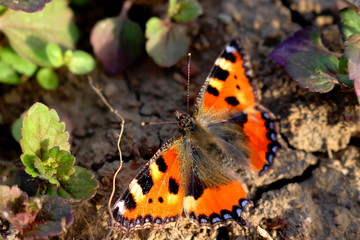 small tortoiseshell / Kleiner Fuchs