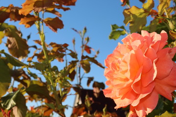 Orange Rose blauer Himmel