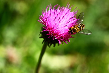 hoverfly / Schwebfliege