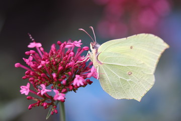 brimstone / Zitronenfalter