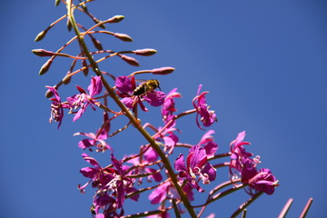 fireweed / Weidenr&ouml;schen