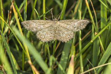 Marmorierter Kleinspanner (Scopula immorata)