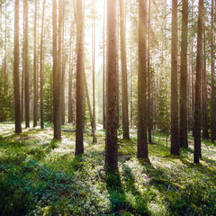 Obraz premium Wild trees in forest