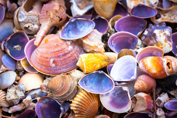 sea shell on the beach