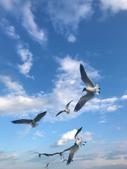 Fototapeta na wymiar Seagulls Flying High