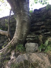 Baum eingewachsen in Mauer Natur 