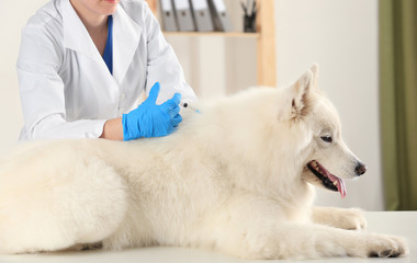 Veterinarian giving injection to dog in clinic