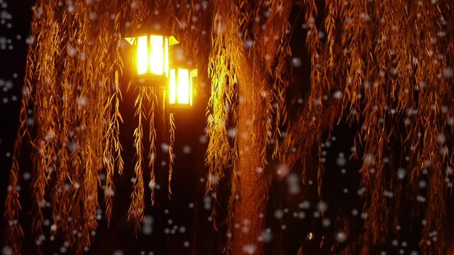 willow tree & street lights at quiet night in winter snow.