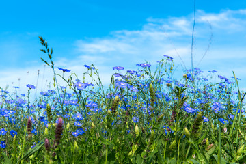 Flax blooming in a meadow