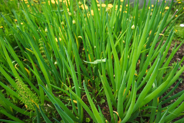 Fototapeta na wymiar Green onion blooming in the garden close up