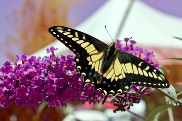 Butterfly with extended wings