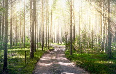 Road in summer forest