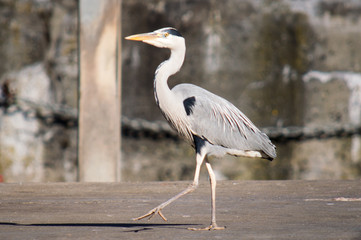 Heron strutting at harbour