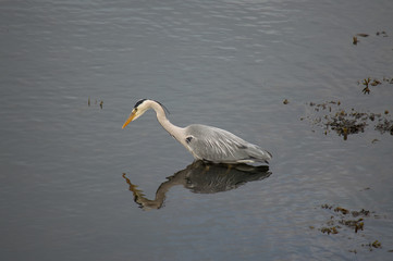 Heron reflected