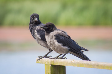 Hooded crow pair on fence with one looking at the other.