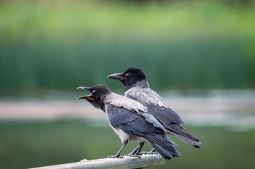 Obraz premium Hooded crows on a wooden fence