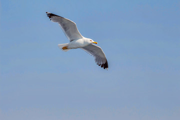 Seagull flying at sunset in Greece, Corfu. Clear sky background