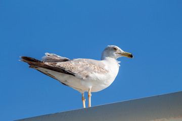 Seagull sitting on the ship sea portrait. Greece, Corfu. Clear sky background