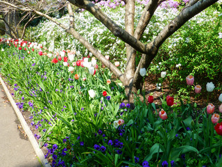 Colorful Tulips or Flowers lead the way