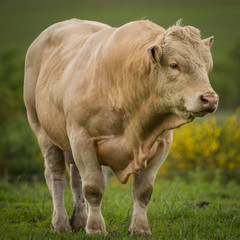 Charolais Bull 