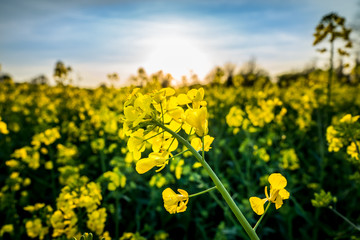 Close up of bright yellow rapeseed in spring with blurry background. Rapeseed (Brassica napus) oil seed rape