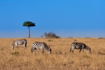 Fototapeta na wymiar Zebras in the savannah. Kenya. Africa.