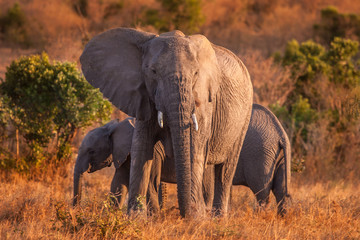 Obraz premium Elephant with baby elephants. Kenya. Africa.